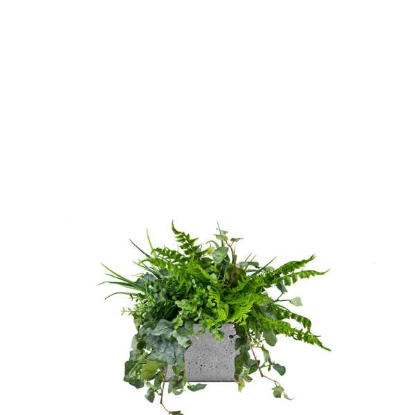 Topfpflanzen - Eine Pflanzenkomposition Seagul