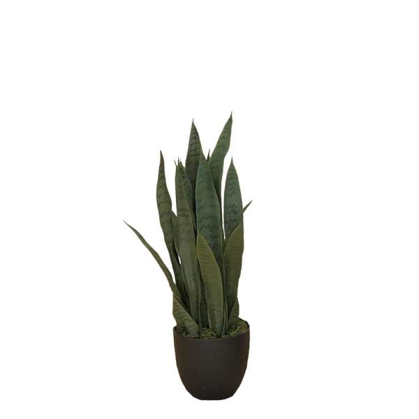 Topfpflanzen - Kunstpflanze Sansevieria Zeylanica S 65 cm